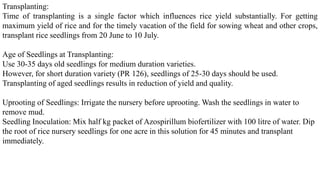 Transplanting:
Time of transplanting is a single factor which influences rice yield substantially. For getting
maximum yield of rice and for the timely vacation of the field for sowing wheat and other crops,
transplant rice seedlings from 20 June to 10 July.
Age of Seedlings at Transplanting:
Use 30-35 days old seedlings for medium duration varieties.
However, for short duration variety (PR 126), seedlings of 25-30 days should be used.
Transplanting of aged seedlings results in reduction of yield and quality.
Uprooting of Seedlings: Irrigate the nursery before uprooting. Wash the seedlings in water to
remove mud.
Seedling Inoculation: Mix half kg packet of Azospirillum biofertilizer with 100 litre of water. Dip
the root of rice nursery seedlings for one acre in this solution for 45 minutes and transplant
immediately.
 