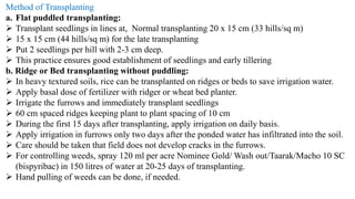 Method of Transplanting
a. Flat puddled transplanting:
 Transplant seedlings in lines at, Normal transplanting 20 x 15 cm (33 hills/sq m)
 15 x 15 cm (44 hills/sq m) for the late transplanting
 Put 2 seedlings per hill with 2-3 cm deep.
 This practice ensures good establishment of seedlings and early tillering
b. Ridge or Bed transplanting without puddling:
 In heavy textured soils, rice can be transplanted on ridges or beds to save irrigation water.
 Apply basal dose of fertilizer with ridger or wheat bed planter.
 Irrigate the furrows and immediately transplant seedlings
 60 cm spaced ridges keeping plant to plant spacing of 10 cm
 During the first 15 days after transplanting, apply irrigation on daily basis.
 Apply irrigation in furrows only two days after the ponded water has infiltrated into the soil.
 Care should be taken that field does not develop cracks in the furrows.
 For controlling weeds, spray 120 ml per acre Nominee Gold/ Wash out/Taarak/Macho 10 SC
(bispyribac) in 150 litres of water at 20-25 days of transplanting.
 Hand pulling of weeds can be done, if needed.
 