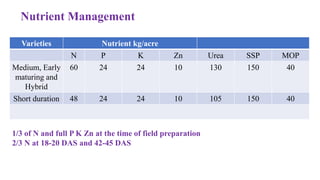 Varieties Nutrient kg/acre
N P K Zn Urea SSP MOP
Medium, Early
maturing and
Hybrid
60 24 24 10 130 150 40
Short duration 48 24 24 10 105 150 40
Nutrient Management
1/3 of N and full P K Zn at the time of field preparation
2/3 N at 18-20 DAS and 42-45 DAS
 