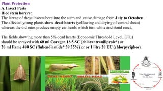 Plant Protection
A. Insect Pests
Rice stem borers:
The larvae of these insects bore into the stem and cause damage from July to October.
The affected young plants show dead-hearts (yellowing and drying of central shoot)
whereas the old ones produce empty ear heads which turn white and stand erect.
The fields showing more than 5% dead hearts (Economic Threshold Level, ETL)
should be sprayed with 60 ml Coragen 18.5 SC (chlorantraniliprole*) or
20 ml Fame 480 SC (flubendiamide* 39.35%) or or 1 litre 20 EC (chlorpyriphos)
 