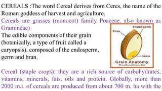 CEREALS :The word Cereal derives from Ceres, the name of the
Roman goddess of harvest and agriculture.
Cereals are grasses (monocot) family Poaceae, also known as
Gramineae)
The edible components of their grain
(botanically, a type of fruit called a
caryopsis), composed of the endosperm,
germ and bran.
Cereal (staple crops): they are a rich source of carbohydrates,
vitamins, minerals, fats, oils and protein. Globally, more than
2000 m.t. of cereals are produced from about 700 m. ha with the
 