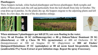 Planthoppers
These hoppers include, white backed planthopper and brown planthopper. Both nymphs and
adults of these pests suck the cell sap particularly from the leaf-sheath from July to October. The
crop dries up in patches. As the plants dry up, the hoppers migrate to the adjoining plants and kill
them. In a few days, the area of the dry patches enlarge.
When minimum 5 planthoppers per hill (ETL) are seen floating in the water,
Spray 94 ml Pexalon 10 SC (triflumezopyrim) or 80 g Osheen/Token/ Dominant 20 SG
(dinotefuran) or 120 g Chess 50 WG (pymetrozine) or 400 ml Orchestra 10 SC
(benzpyrimoxan) or 300 ml Imagine 10 SC (flupyrimin) or 800 ml Ekalux/
Quinguard/Quinalmass 25 EC (quinalphos) or 80 ml neem based bio-pesticide, Ecotin
(azadirachtin 5%) Neem Extract at pest initiation stage. Repeat the spray if necessary.
 
