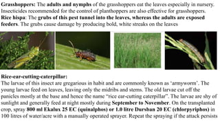 Grasshoppers: The adults and nymphs of the grasshoppers eat the leaves especially in nursery.
Insecticides recommended for the control of planthoppers are also effective for grasshoppers.
Rice hispa: The grubs of this pest tunnel into the leaves, whereas the adults are exposed
feeders. The grubs cause damage by producing bold, white streaks on the leaves
Rice-ear-cutting-caterpillar:
The larvae of this insect are gregarious in habit and are commonly known as ‘armyworm’. The
young larvae feed on leaves, leaving only the midribs and stems. The old larvae cut off the
panicles mostly at the base and hence the name “rice ear-cutting caterpillar”. The larvae are shy of
sunlight and generally feed at night mostly during September to November. On the transplanted
crop, spray 800 ml Ekalux 25 EC (quinalphos) or 1.0 litre Dursban 20 EC (chlorpyriphos) in
100 litres of water/acre with a manually operated sprayer. Repeat the spraying if the attack persists
 