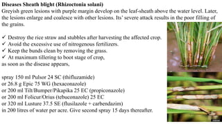 Diseases Sheath blight (Rhizoctonia solani)
Greyish green lesions with purple margin develop on the leaf-sheath above the water level. Later,
the lesions enlarge and coalesce with other lesions. Its’ severe attack results in the poor filling of
the grains.
 Destroy the rice straw and stubbles after harvesting the affected crop.
 Avoid the excessive use of nitrogenous fertilizers.
 Keep the bunds clean by removing the grass.
 At maximum tillering to boot stage of crop,
as soon as the disease appears,
spray 150 ml Pulsor 24 SC (thifluzamide)
or 26.8 g Epic 75 WG (hexaconazole)
or 200 ml Tilt/Bumper/Pikapika 25 EC (propiconazole)
or 200 ml Folicur/Orius (tebuconazole) 25 EC
or 320 ml Lusture 37.5 SE (flusilazole + carbendazim)
in 200 litres of water per acre. Give second spray 15 days thereafter.
 
