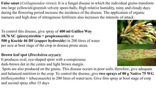 False smut (Ustilaginoidea virens): It is a fungal disease in which the individual grains transform
into large yellowish/greenish velvety spore-balls. High relative humidity, rainy and cloudy days
during the flowering period increase the incidence of the disease. The application of organic
manures and high dose of nitrogenous fertilizers also increases the intensity of attack.
To control this disease, give spray of 400 ml Galileo Way
18.76 SC (picoxystrobin + propiconazole) or
500 g Kocide 46 DF (copper hydroxide) in 200 litres of water
per acre at boot stage of the crop in disease prone areas.
Brown leaf spot (Drechslera oryzae):
It produces oval, eye-shaped spots with a conspicuous
dark-brown dot in the centre and light brown margin.
Spots are also produced on the grains. This disease occurs in poor soils, therefore, give adequate
and balanced nutrition to the crop. To control the disease, give two sprays of 80 g Nativo 75 WG
(trifloxystrobin + tebuconazole) in 200 litres of water/acre. Give first spray at boot stage of crop
and second spray after 15 days
 
