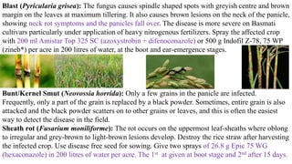 Blast (Pyricularia grisea): The fungus causes spindle shaped spots with greyish centre and brown
margin on the leaves at maximum tillering. It also causes brown lesions on the neck of the panicle,
showing neck rot symptoms and the panicles fall over. The disease is more severe on Basmati
cultivars particularly under application of heavy nitrogenous fertilizers. Spray the affected crop
with 200 ml Amistar Top 325 SC (azoxystrobin + difenoconazole) or 500 g Indofil Z-78, 75 WP
(zineb*) per acre in 200 litres of water, at the boot and ear-emergence stages.
Bunt/Kernel Smut (Neovossia horrida): Only a few grains in the panicle are infected.
Frequently, only a part of the grain is replaced by a black powder. Sometimes, entire grain is also
attacked and the black powder scatters on to other grains or leaves, and this is often the easiest
way to detect the disease in the field.
Sheath rot (Fusarium moniliforme): The rot occurs on the uppermost leaf-sheaths where oblong
to irregular and grey-brown to light-brown lesions develop. Destroy the rice straw after harvesting
the infected crop. Use disease free seed for sowing. Give two sprays of 26.8 g Epic 75 WG
(hexaconazole) in 200 litres of water per acre. The 1st at given at boot stage and 2nd after 15 days.
 