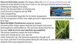 Stem rot (Sclerotium oryzae): The fungus affects the stem at earing and black lesions are
produced on the sheath at water level. Later on, the stem gets infected and rots leading to
withering and lodging of the plant.
Destroy the diseased debris of infected crop.
Avoid excessive irrigation and use RDF.
Early transplanting,
Apply recommended fungicides for its timely management.
For the management of false smut, apply preventive application of recommended fungicide at
boot stage.
Bacterial blight (Xanthomonas oryzae pv. oryzae):
Greenish-yellow stripes appear along the leaf margins and extend
both lengthwise and breadthwise. The leaf starts drying from the tip,
becomes white in severe cases and dries up completely.
The disease sometimes attacks the fresh seedlings
which start wilting and in a few days the
whole clump dries up. The bacterium perpetuates through seed,
rice straw, and roots of non-host plants during the off-season. In order to mitigate the losses,
adopt the following integrated measures:
 