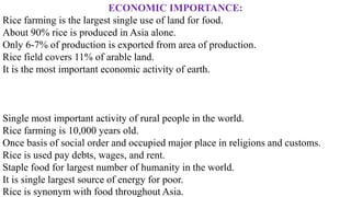 ECONOMIC IMPORTANCE:
Rice farming is the largest single use of land for food.
About 90% rice is produced in Asia alone.
Only 6-7% of production is exported from area of production.
Rice field covers 11% of arable land.
It is the most important economic activity of earth.
Single most important activity of rural people in the world.
Rice farming is 10,000 years old.
Once basis of social order and occupied major place in religions and customs.
Rice is used pay debts, wages, and rent.
Staple food for largest number of humanity in the world.
It is single largest source of energy for poor.
Rice is synonym with food throughout Asia.
 