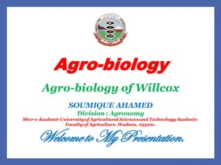 Agro-biology
Agro-biology of Willcox
SOUMIQUE AHAMED
Division : Agronomy
Sher-e-Kashmir Universityof Agricultural Sciences and Technology-Kashmir.
Faculty of Agriculture,Wadura, 193201.
Welcometo My Presentation.
 