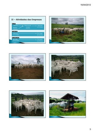 16/04/2012




CRIA
 Matrizes        Bezerros(as)   Sobreano
                    (7 meses    (12-14 meses)
 Machos            desmama)
 (sêmen)

RECRIA
 Sobreano                       Boi magro
 (12-14 meses)                  (24-30 meses)


ENGORDA
 Boi magro                      Boi gordo
 (24-30 meses)                  (36-40 meses)




                                                        3
 