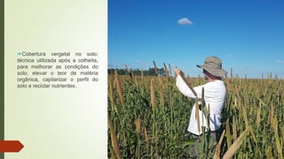Cobertura vergetal no solo:
técnica utilizada após a colheita,
para melhorar as condições do
solo, elevar o teor de matéria
orgânica, capilarizar o perfil do
solo e reciclar nutrientes.
 