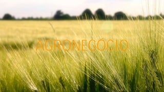AGRONEGÓCIO

 