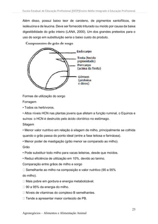 Escola Estadual de Educação Profissional [EEEP]Ensino Médio Integrado à Educação Profissional
23
Agronegócios – Alimentos e Alimentação Animal
Além disso, possui baixo teor de caroteno, de pigmentos xantofílicos, de
isoleucina e de leucina. Deve ser fornecido triturado ou moído por causa da baixa
digestibilidade do grão inteiro (LANA, 2000). Um dos grandes pretextos para o
uso do sorgo em substituição seria o baixo custo do produto.
Formas de utilização do sorgo
Forragem
• Todos os herbívoros.
• Altos níveis HCN nas plantas jovens que afetam a função ruminal, o Equinos e
suínos: o HCN é destruído pelo ácido clorídrico no estômago.
Silagem
• Menor valor nutritivo em relação à silagem de milho, principalmente se colhida
quando o grão passa do ponto ideal (entre a fase leitosa e farinácea).
• Menor poder de mastigação (grão menor se comparado ao milho).
Grão
• Pode substituir todo milho para vacas leiteiras, desde que moídos.
• Reduz eficiência de utilização em 10%, devido ao tanino.
Comparação entre grãos de milho e sorgo
Semelhante ao milho na composição e valor nutritivo (90 a 95%
do milho).
Mais pobre em gordura e energia metabolizável.
90 a 95% da energia do milho.
Níveis de vitaminas do complexo B semelhantes.
Tende a apresentar maior conteúdo de PB.
 