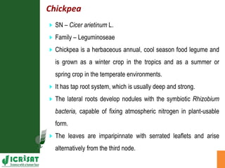 Agronomic investigations on tall chickpea genotypes suitable for mechanical harvesting