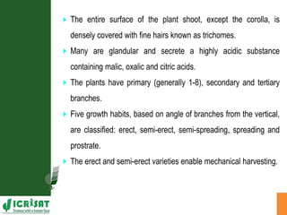 Agronomic investigations on tall chickpea genotypes suitable for mechanical harvesting