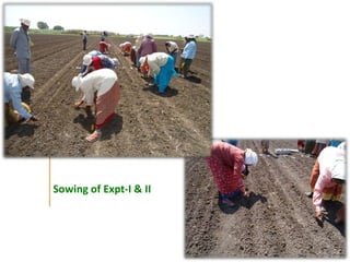 Agronomic investigations on tall chickpea genotypes suitable for mechanical harvesting