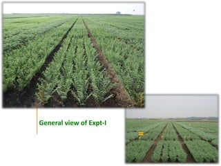Agronomic investigations on tall chickpea genotypes suitable for mechanical harvesting