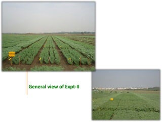 Agronomic investigations on tall chickpea genotypes suitable for mechanical harvesting