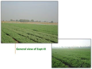 Agronomic investigations on tall chickpea genotypes suitable for mechanical harvesting