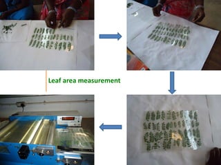 Agronomic investigations on tall chickpea genotypes suitable for mechanical harvesting
