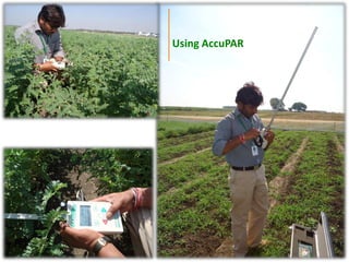 Agronomic investigations on tall chickpea genotypes suitable for mechanical harvesting