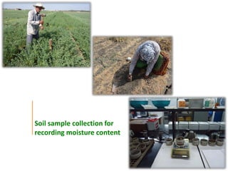 Agronomic investigations on tall chickpea genotypes suitable for mechanical harvesting