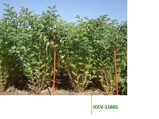 Agronomic investigations on tall chickpea genotypes suitable for mechanical harvesting