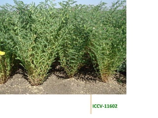 Agronomic investigations on tall chickpea genotypes suitable for mechanical harvesting