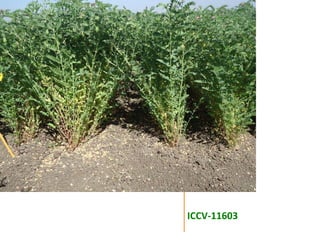 Agronomic investigations on tall chickpea genotypes suitable for mechanical harvesting