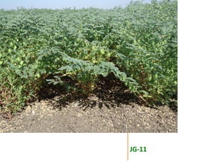 Agronomic investigations on tall chickpea genotypes suitable for mechanical harvesting
