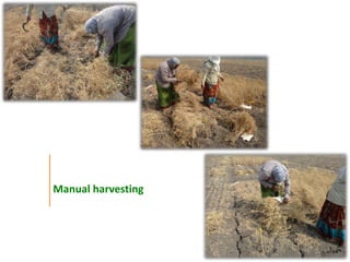 Agronomic investigations on tall chickpea genotypes suitable for mechanical harvesting