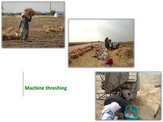 Agronomic investigations on tall chickpea genotypes suitable for mechanical harvesting