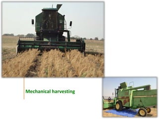 Agronomic investigations on tall chickpea genotypes suitable for mechanical harvesting