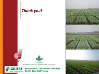 Agronomic investigations on tall chickpea genotypes suitable for mechanical harvesting