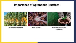 Agronomic practices for the production.pptx