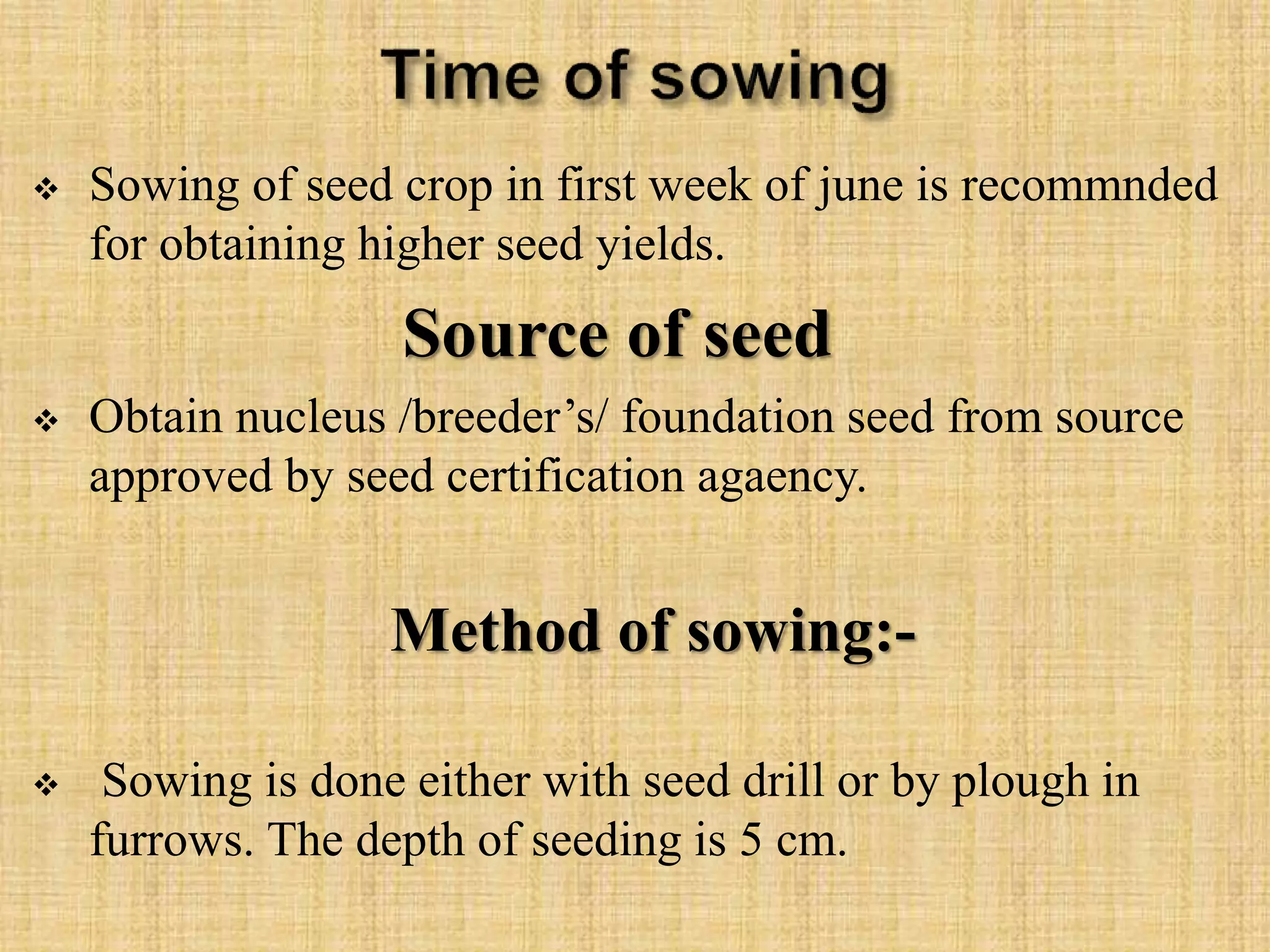  Sowing of seed crop in first week of june is recommnded
for obtaining higher seed yields.
Source of seed
 Obtain nucleus /breeder’s/ foundation seed from source
approved by seed certification agaency.
Method of sowing:-
 Sowing is done either with seed drill or by plough in
furrows. The depth of seeding is 5 cm.
 