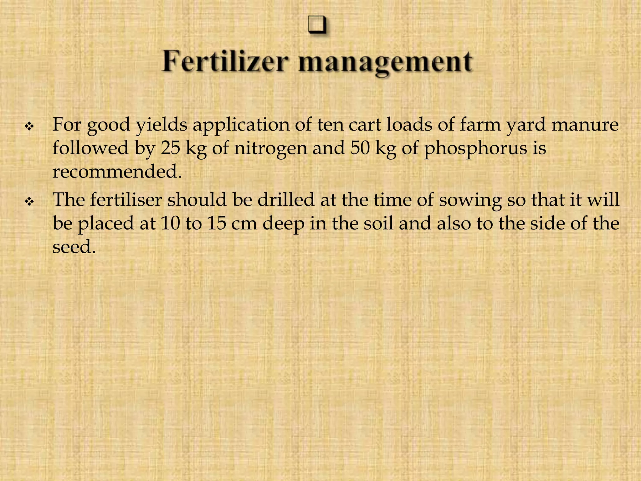  For good yields application of ten cart loads of farm yard manure
followed by 25 kg of nitrogen and 50 kg of phosphorus is
recommended.
 The fertiliser should be drilled at the time of sowing so that it will
be placed at 10 to 15 cm deep in the soil and also to the side of the
seed.
 