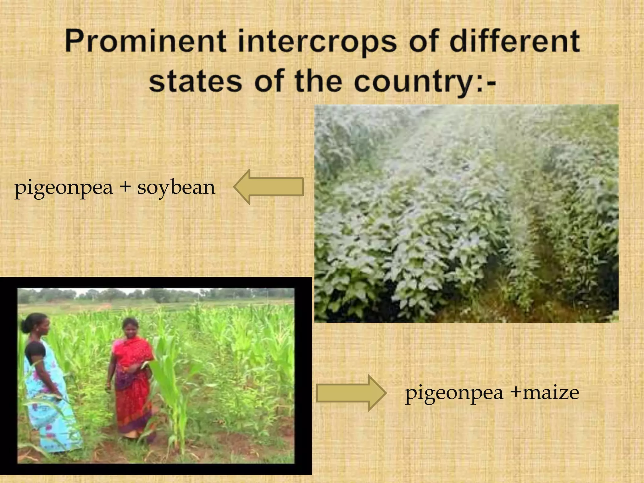 pigeonpea +maize
pigeonpea + soybean
 
