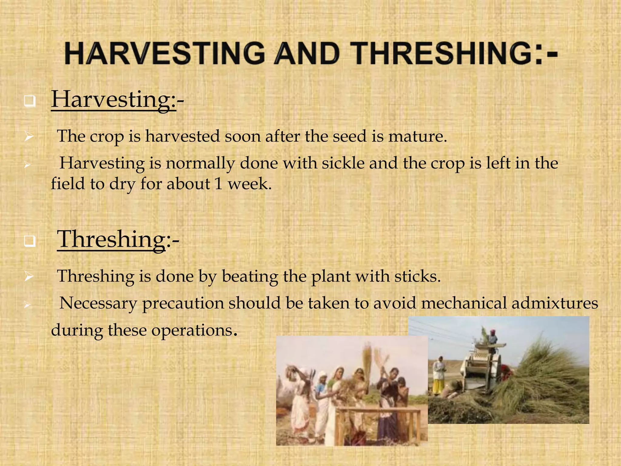  Harvesting:-
 The crop is harvested soon after the seed is mature.
 Harvesting is normally done with sickle and the crop is left in the
field to dry for about 1 week.
 Threshing:-
 Threshing is done by beating the plant with sticks.
 Necessary precaution should be taken to avoid mechanical admixtures
during these operations.
 