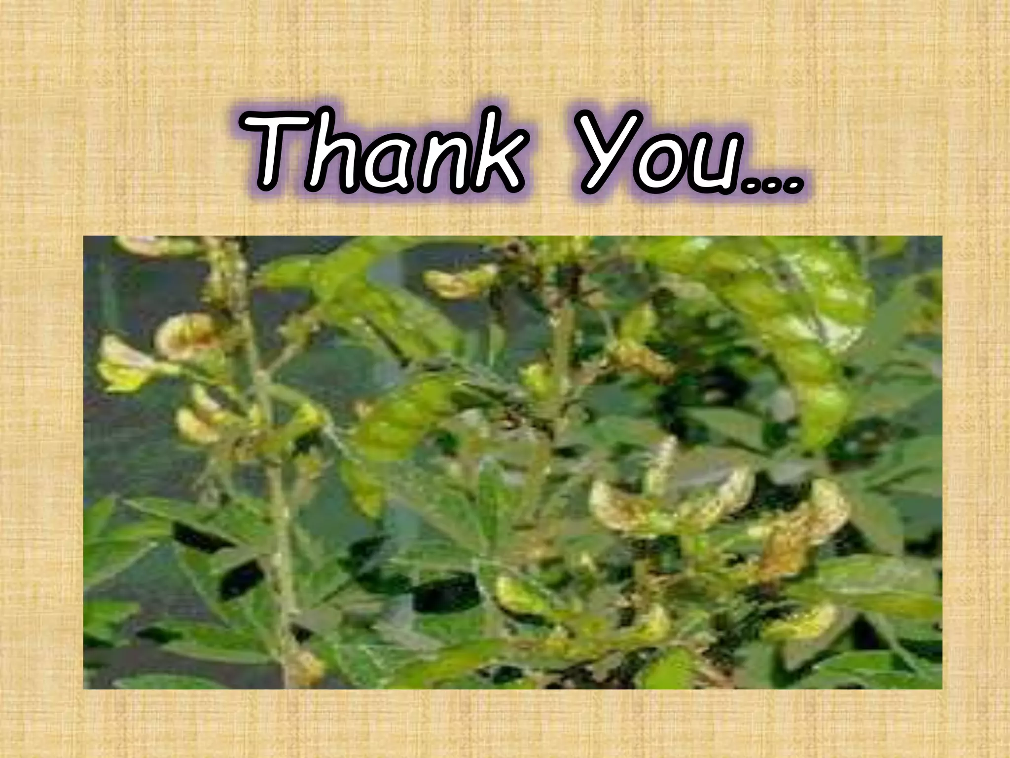 Agronomic practices in pigeonpea