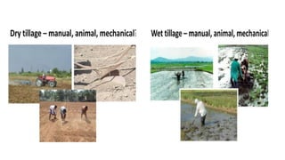 Agronomic principles ppt download...pptx