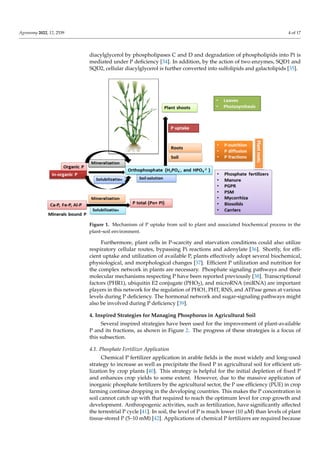 Agronomy 2022, 12, 2539 4 of 17
diacylglycerol by phospholipases C and D and degradation of phospholipids into Pi is
mediated under P deficiency [34]. In addition, by the action of two enzymes, SQD1 and
SQD2, cellular diacylglycerol is further converted into sulfolipids and galactolipids [35].
Figure 1. Mechanism of P uptake from soil to plant and associated biochemical process in the
plant–soil environment.
Furthermore, plant cells in P-scarcity and starvation conditions could also utilize
respiratory cellular routes, bypassing Pi reactions and adenylate [36]. Shortly, for effi-
cient uptake and utilization of available P, plants effectively adopt several biochemical,
physiological, and morphological changes [37]. Efficient P utilization and nutrition for
the complex network in plants are necessary. Phosphate signaling pathways and their
molecular mechanisms respecting P have been reported previously [38]. Transcriptional
factors (PHR1), ubiquitin E2 conjugate (PHO2), and microRNA (miRNA) are important
players in this network for the regulation of PHO1, PHT, RNS, and ATPase genes at various
levels during P deficiency. The hormonal network and sugar-signaling pathways might
also be involved during P deficiency [39].
4. Inspired Strategies for Managing Phosphorus in Agricultural Soil
Several inspired strategies have been used for the improvement of plant-available
P and its fractions, as shown in Figure 2. The progress of these strategies is a focus of
this subsection.
4.1. Phosphate Fertilizer Application
Chemical P fertilizer application in arable fields is the most widely and long-used
strategy to increase as well as precipitate the fixed P in agricultural soil for efficient uti-
lization by crop plants [40]. This strategy is helpful for the initial depletion of fixed P
and enhances crop yields to some extent. However, due to the massive applicaton of
inorganic phosphate fertilizers by the agricultural sector, the P use efficiency (PUE) in crop
farming continue dropping in the developing countries. This makes the P concentration in
soil cannot catch up with that required to reach the optimum level for crop growth and
development. Anthropogenic activities, such as fertilization, have significantly affected
the terrestrial P cycle [41]. In soil, the level of P is much lower (10 µM) than levels of plant
tissue-stored P (5–10 mM) [42]. Applications of chemical P fertilizers are required because
 