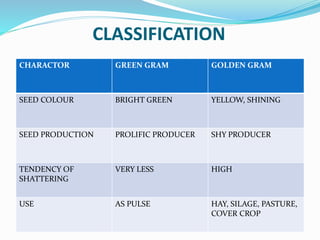 CLASSIFICATION
CHARACTOR GREEN GRAM GOLDEN GRAM
SEED COLOUR BRIGHT GREEN YELLOW, SHINING
SEED PRODUCTION PROLIFIC PRODUCER SHY PRODUCER
TENDENCY OF
SHATTERING
VERY LESS HIGH
USE AS PULSE HAY, SILAGE, PASTURE,
COVER CROP
 