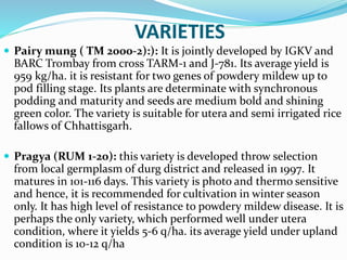 VARIETIES
 Pairy mung ( TM 2000-2):): It is jointly developed by IGKV and
BARC Trombay from cross TARM-1 and J-781. Its average yield is
959 kg/ha. it is resistant for two genes of powdery mildew up to
pod filling stage. Its plants are determinate with synchronous
podding and maturity and seeds are medium bold and shining
green color. The variety is suitable for utera and semi irrigated rice
fallows of Chhattisgarh.
 Pragya (RUM 1-20): this variety is developed throw selection
from local germplasm of durg district and released in 1997. It
matures in 101-116 days. This variety is photo and thermo sensitive
and hence, it is recommended for cultivation in winter season
only. It has high level of resistance to powdery mildew disease. It is
perhaps the only variety, which performed well under utera
condition, where it yields 5-6 q/ha. its average yield under upland
condition is 10-12 q/ha
 