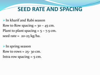 SEED RATE AND SPACING
In kharif and Rabi season
Row to Row spacing = 30 – 45 cm.
Plant to plant spacing = 5 – 7.5 cm.
seed rate = 20-25 kg/ha.
In spring season
Row to rows = 25- 30 cm.
Intra row spacing = 5 cm.
 