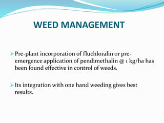 WEED MANAGEMENT
Pre-plant incorporation of fluchloralin or pre-
emergence application of pendimethalin @ 1 kg/ha has
been found effective in control of weeds.
Its integration with one hand weeding gives best
results.
 