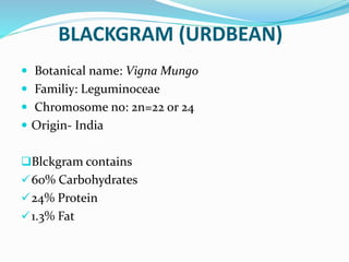 BLACKGRAM (URDBEAN)
 Botanical name: Vigna Mungo
 Familiy: Leguminoceae
 Chromosome no: 2n=22 or 24
 Origin- India
Blckgram contains
60% Carbohydrates
24% Protein
1.3% Fat
 