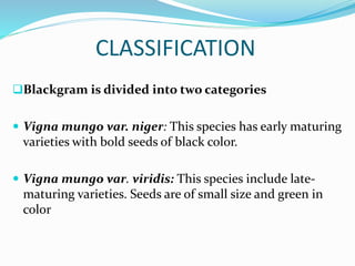 CLASSIFICATION
Blackgram is divided into two categories
 Vigna mungo var. niger: This species has early maturing
varieties with bold seeds of black color.
 Vigna mungo var. viridis: This species include late-
maturing varieties. Seeds are of small size and green in
color
 