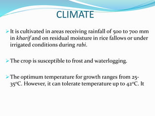 CLIMATE
It is cultivated in areas receiving rainfall of 500 to 700 mm
in kharif and on residual moisture in rice fallows or under
irrigated conditions during rabi.
The crop is susceptible to frost and waterlogging.
The optimum temperature for growth ranges from 25-
35oC. However, it can tolerate temperature up to 42oC. It
 