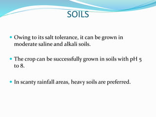 SOILS
 Owing to its salt tolerance, it can be grown in
moderate saline and alkali soils.
 The crop can be successfully grown in soils with pH 5
to 8.
 In scanty rainfall areas, heavy soils are preferred.
 